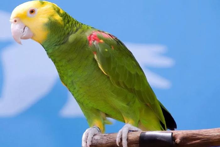 亞馬遜鸚鵡吵嗎 亞馬遜鸚鵡吵嗎