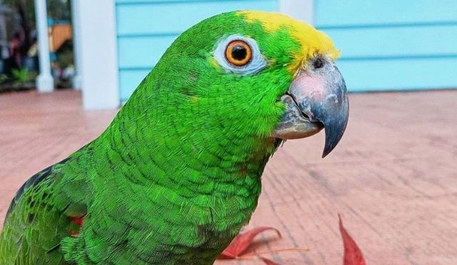 鸚鵡語言訓練方法 鸚鵡語言訓練方法