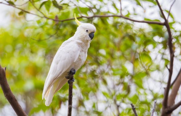 葵花鳳頭鸚鵡飼養 葵花鳳頭鸚鵡飼養
