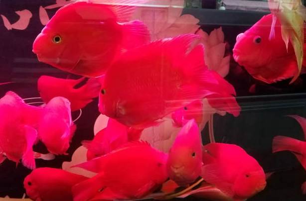 血鸚鵡飼養技巧 血鸚鵡飼養技巧