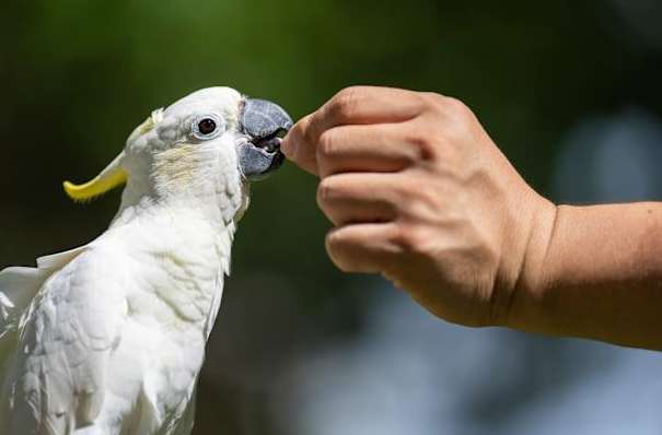葵花鳳頭鸚鵡價格 葵花鳳頭鸚鵡價格