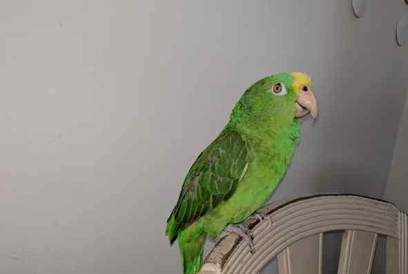 鸚鵡飼養指南 鸚鵡飼養指南