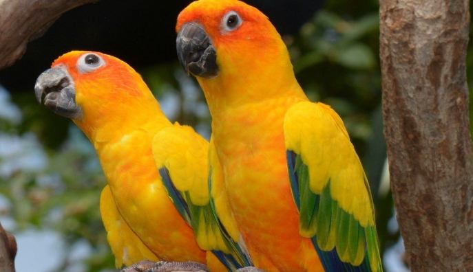 金太陽鸚鵡飼養 金太陽鸚鵡飼養