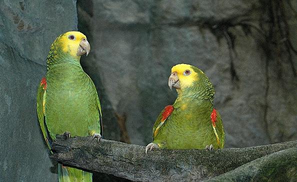 鸚鵡飼養指南 鸚鵡飼養指南