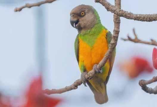 鸚鵡壽命因素 鸚鵡壽命因素