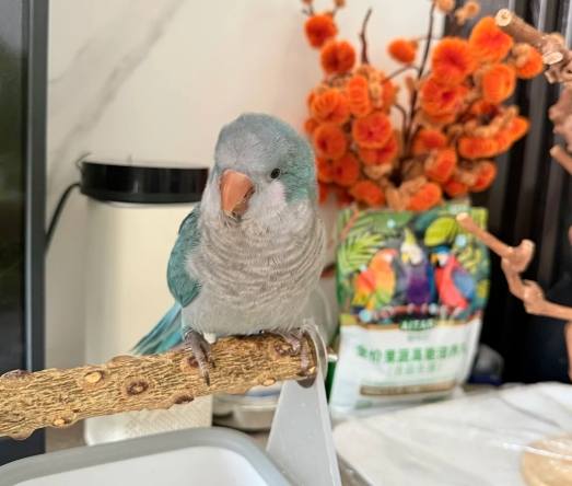 藍色和尚鸚鵡飼養 藍色和尚鸚鵡飼養