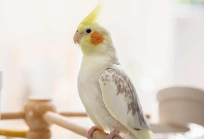 玄鳳鸚鵡飼養 玄鳳鸚鵡飼養