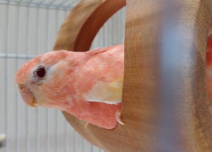 秋草鸚鵡飼養問題 秋草鸚鵡飼養問題