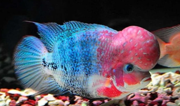 熱帶魚種類介紹