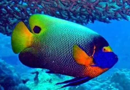 熱帶魚種類 熱帶魚種類