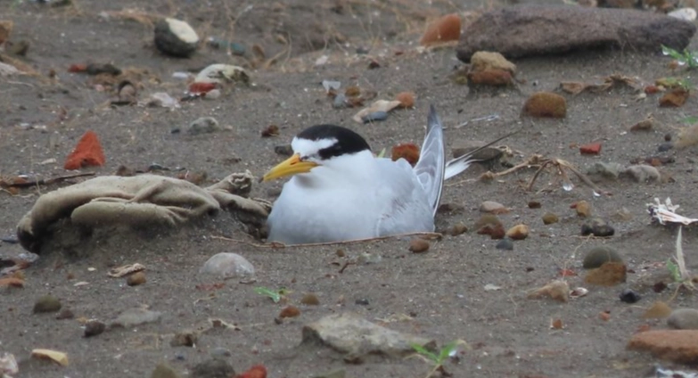台灣保育類動物分級