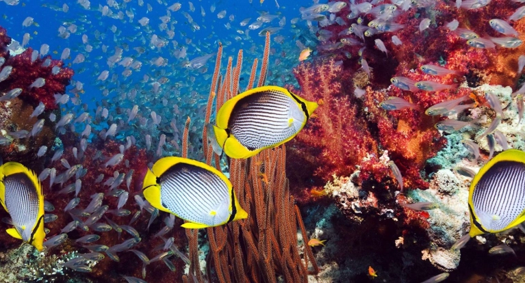 熱帶魚飼養 熱帶魚飼養