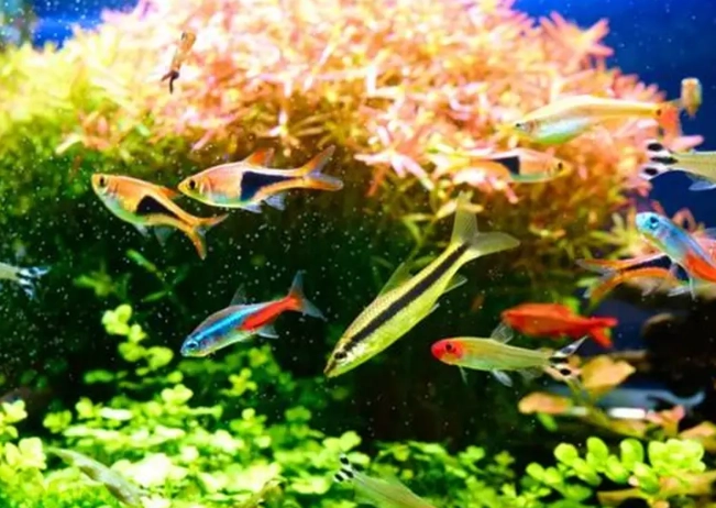 熱帶魚飼養 熱帶魚飼養