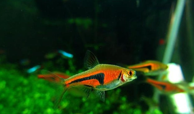 台灣淡水熱帶魚