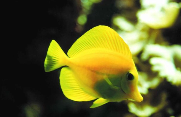 熱帶魚種類 熱帶魚種類