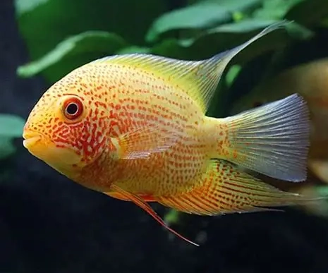 熱帶魚飼養方法