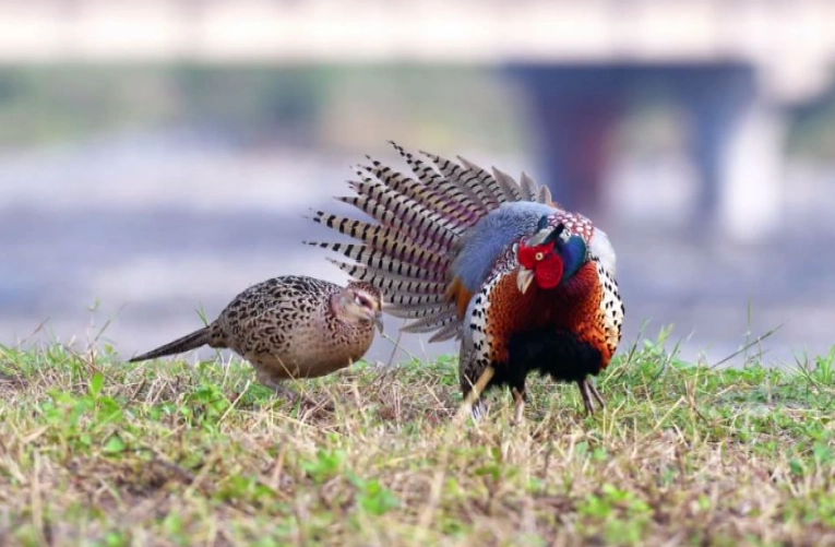 二級保育類動物名單