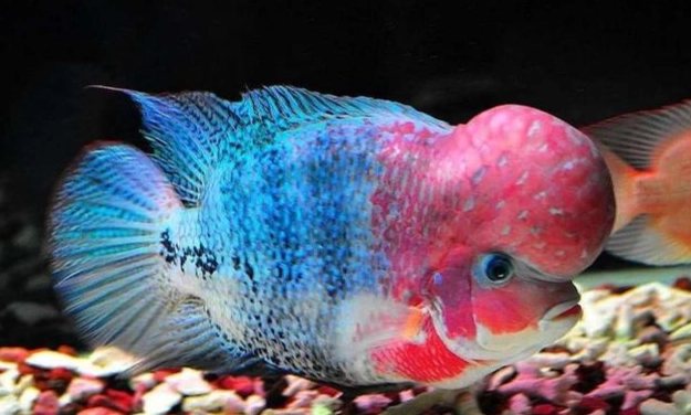 台灣淡水熱帶魚