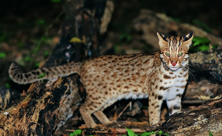 台灣保育類動物處罰 台灣保育類動物處罰
