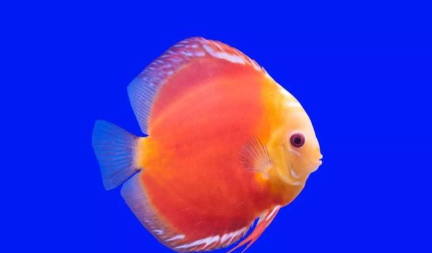 熱帶魚飼養新手