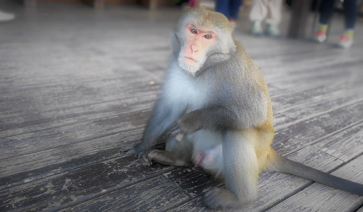 野生動物保護法罰則 野生動物保護法罰則