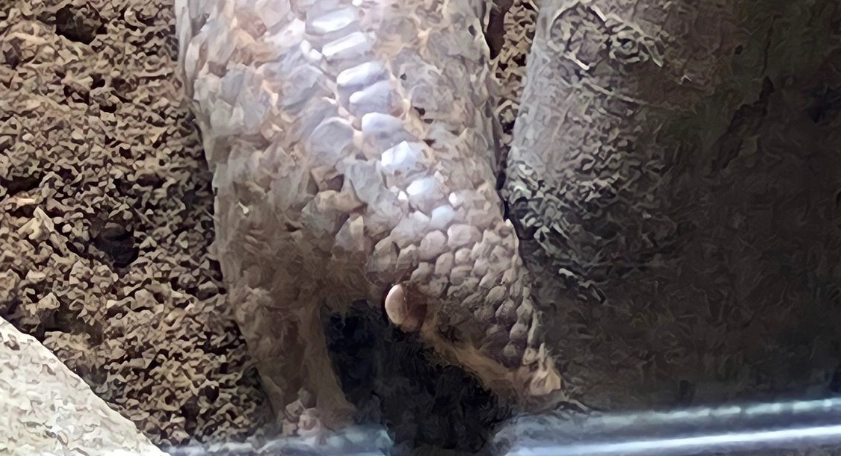 台灣保育類動物分級