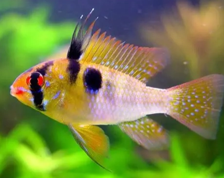 熱帶魚種類介紹