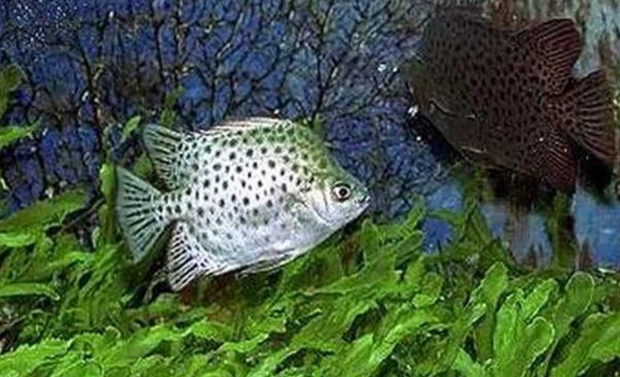 熱帶魚飼養方法