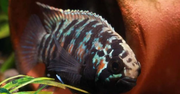 水族箱魚類 水族箱魚類