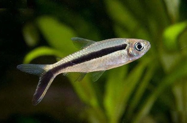 熱帶魚飼養新手