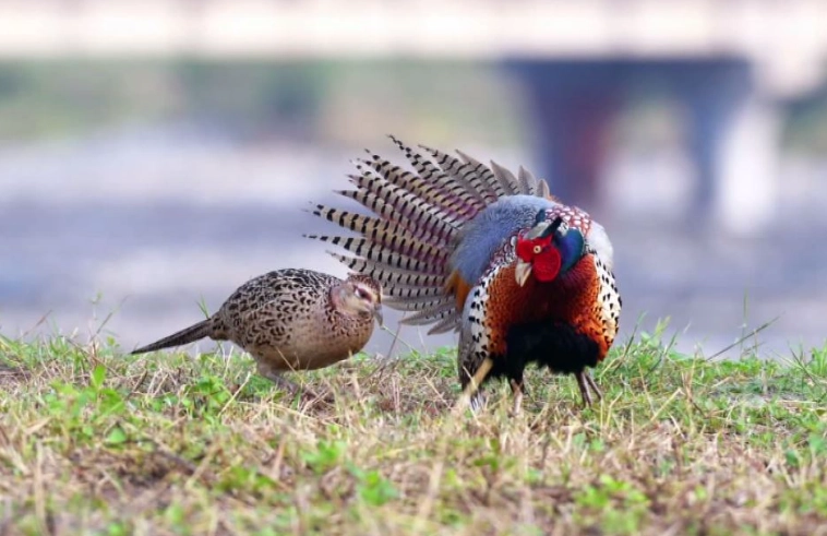 台灣保育類動物處罰 台灣保育類動物處罰