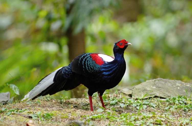 台灣保育類動物處罰 台灣保育類動物處罰