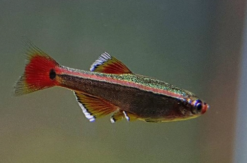 熱帶魚種類介紹