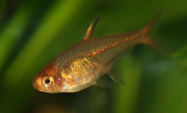 水族箱魚類 水族箱魚類
