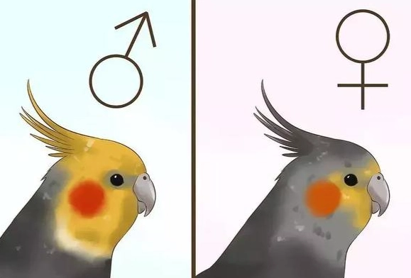 玄鳳公母分辨 玄鳳公母分辨