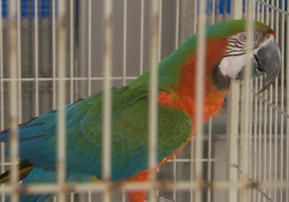 鸚鵡飼養法律 鸚鵡飼養法律