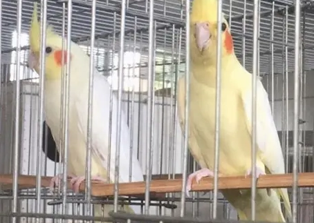 玄鳳鸚鵡性別分辨