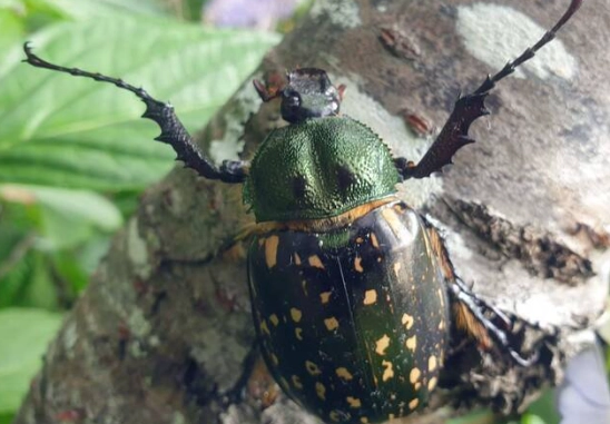 台灣特有昆蟲 台灣特有昆蟲