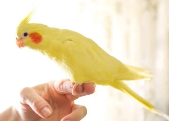 玄鳳鸚鵡性別分辨