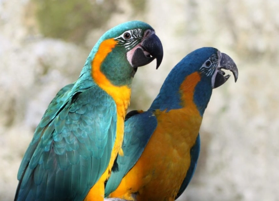 大型鹦鹉大小 大型鹦鹉大小