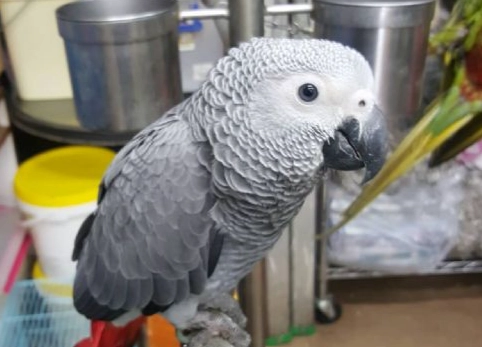 鸚鵡飼養證件 鸚鵡飼養證件