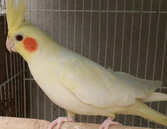 黃化玄鳳性別特徵