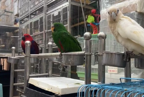 台灣鸚鵡法律 台灣鸚鵡法律