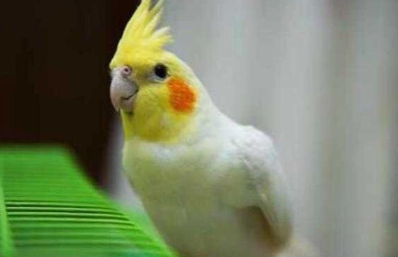 黃化玄鳳性別特徵