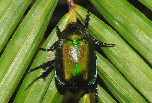 金龜子飼養 金龜子飼養