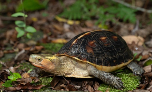 台灣草龜保育