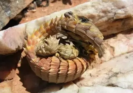 台灣爬蟲類飼養法律