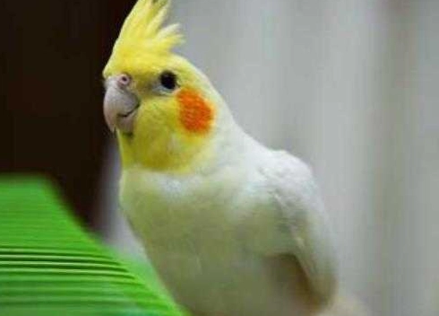 玄鳳公母分辨 玄鳳公母分辨