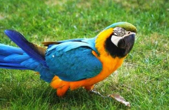 小型金剛鸚鵡飼養 小型金剛鸚鵡飼養