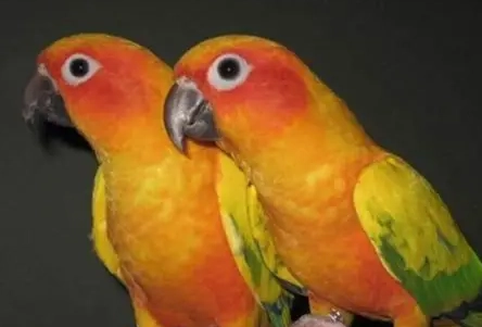 台灣鸚鵡法律 台灣鸚鵡法律